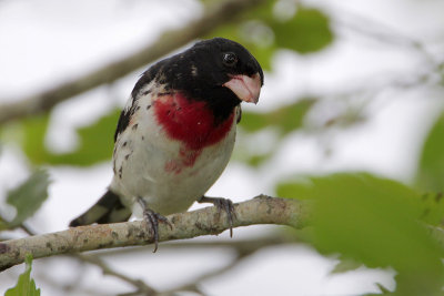 Rose-breasted Grosbeak