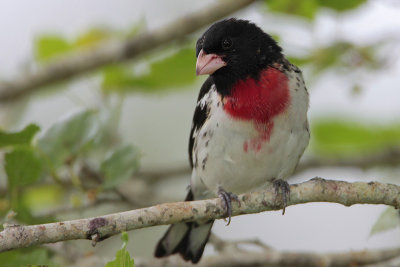 Rose-breasted Grosbeak