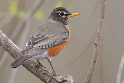 American Robin