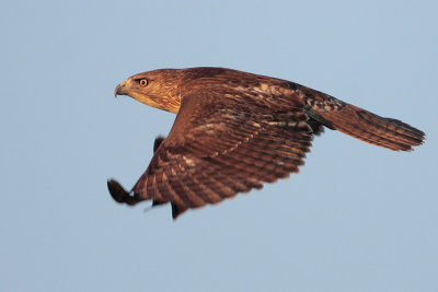 Red-tailed Hawk