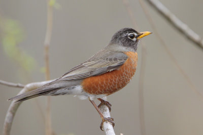 American Robin