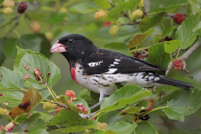 Rose-breasted Grosbeak