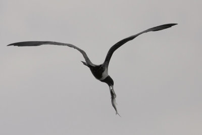 Magnificent Frigatebird