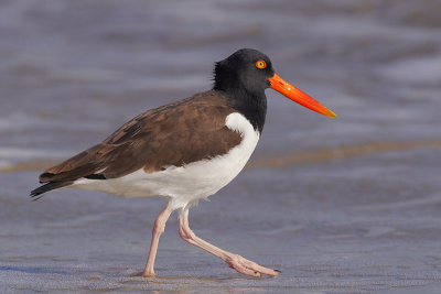 American Oystercatcher