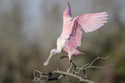 Roseate Spoonbill