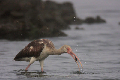 White Ibis