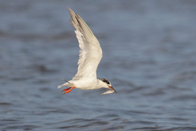 Forster's Tern