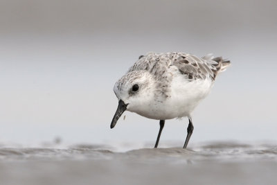 Sanderling