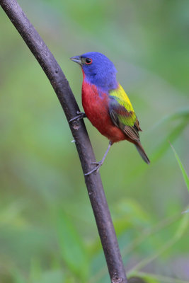 Painted Bunting