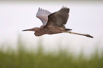 Reddish Egret