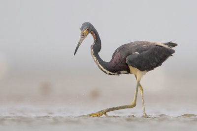 Tricolored Heron