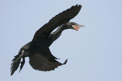Neotropic Cormorant
