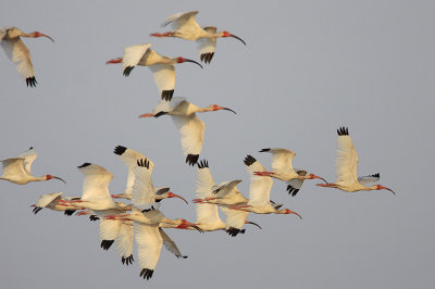 White Ibis