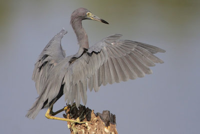 Little Blue Heron