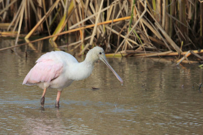 Roseate Spoonbill