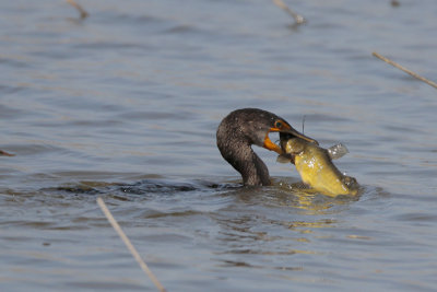 Neotropic Cormorant