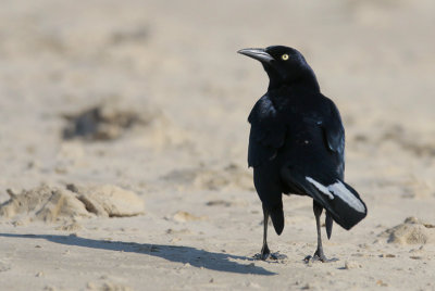 Great-tailed Grackle (with white tail-feathers)