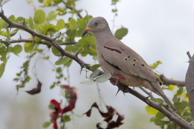 Croaking Ground-Dove