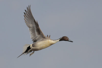 Northern Pintail