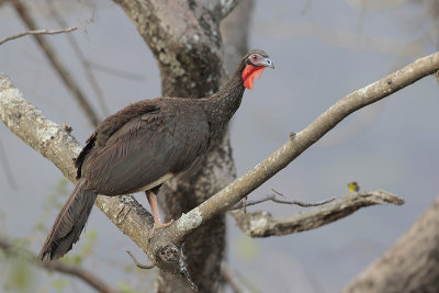 White-winged Guan