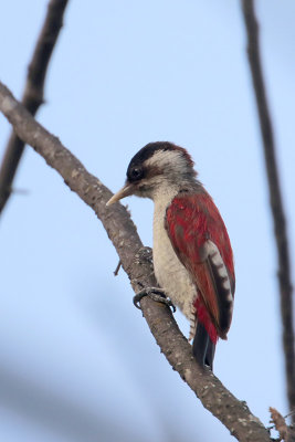 Scarlet-backed Woodpecker