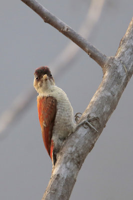 Scarlet-backed Woodpecker