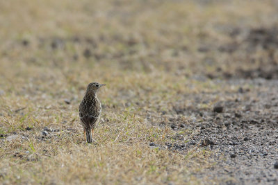 Sprague's Pipit