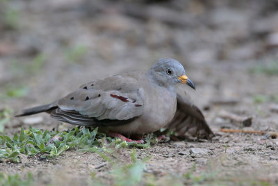 Croaking Ground-Dove