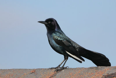 Boat-tailed Grackle w/white primary