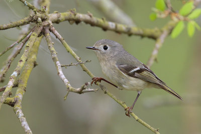 Ruby-crowned Kinglet