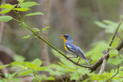 Northern Parula