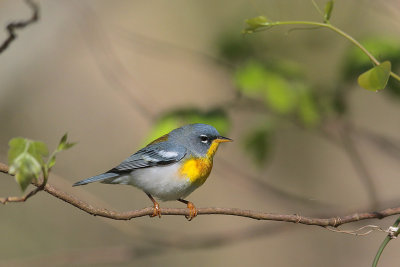 Northern Parula