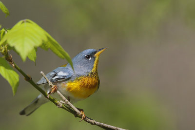 Northern Parula