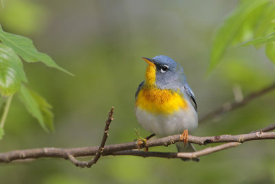 Northern Parula