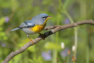 Northern Parula