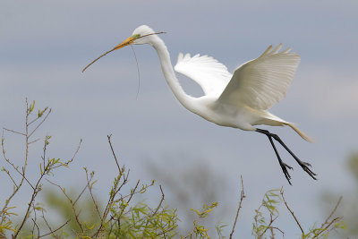 Great Egret