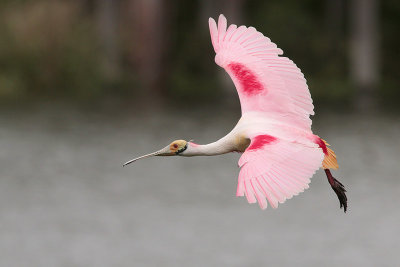 Roseate Spoonbill