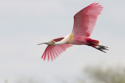 Roseate Spoonbill