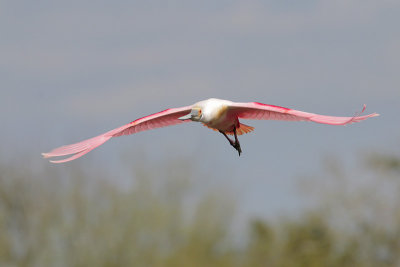 Roseate Spoonbill