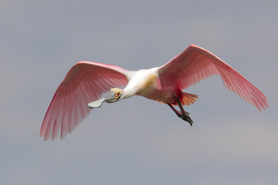 Roseate Spoonbill