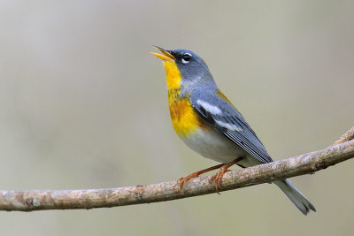 Northern Parula