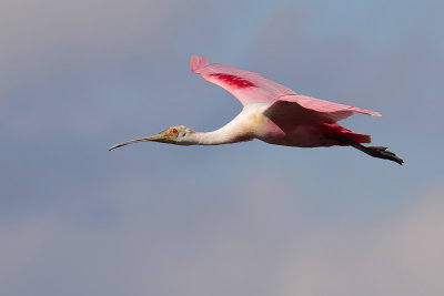 Roseate Spoonbill