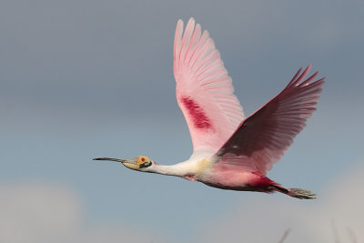 Roseate Spoonbill