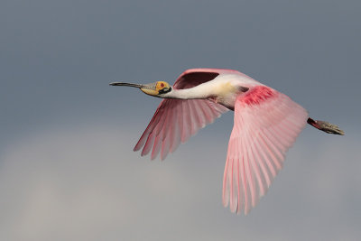 Roseate Spoonbill