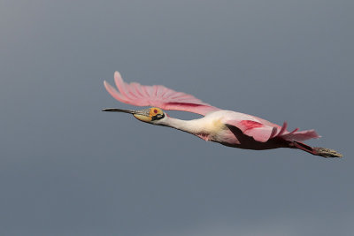 Roseate Spoonbill