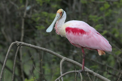 Roseate Spoonbill