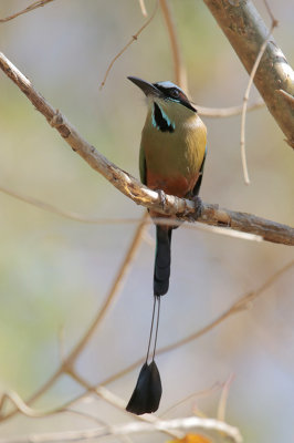 Turquoise-browed Motmot