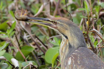 American Bittern