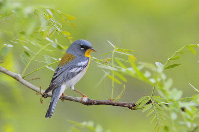 Northern Parula