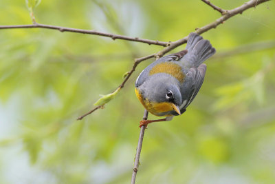 Northern Parula